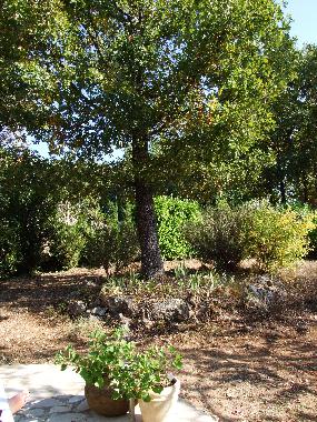 Holiday House in St. Cezaire-sur-Siagne (Alpes-Maritimes) or holiday homes and vacation rentals