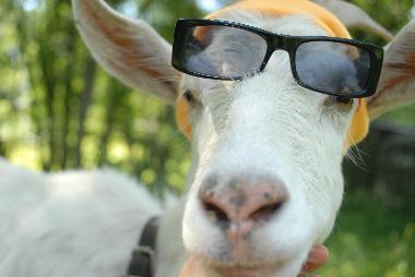 Holiday Apartment in vielsalm (Wallonia) or holiday homes and vacation rentals