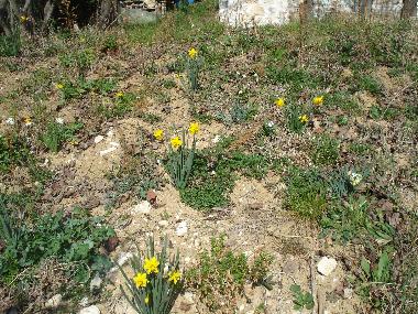 Holiday Apartment in Terria (Ferentillo) (Terni) or holiday homes and vacation rentals