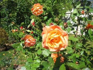 ... take a nose full of these roses - you'll be amazed!