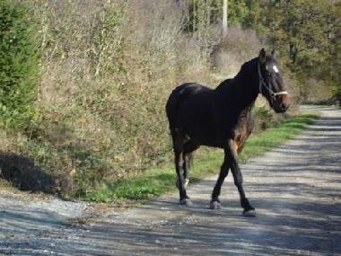 Bed and Breakfast in blot l'eglise (Puy-de-D�me) or holiday homes and vacation rentals