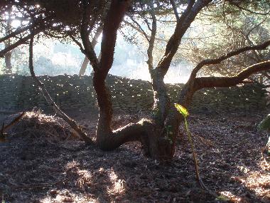 Holiday Apartment in Sintra (Grande Lisboa) or holiday homes and vacation rentals