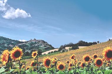 Holiday House in Loretello (Ancona) or holiday homes and vacation rentals