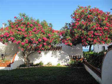 Holiday House in Benicarlo (Castell�n / Castell�) or holiday homes and vacation rentals