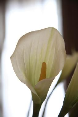 Holiday Apartment in 25019 (Brescia) or holiday homes and vacation rentals