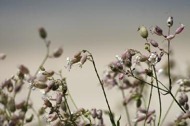 Holiday House in St Lonard (Manche) or holiday homes and vacation rentals