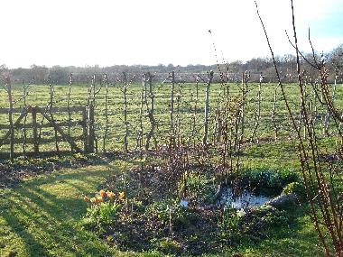 Pond at south end of garden