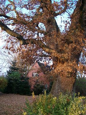 400 year old Oak