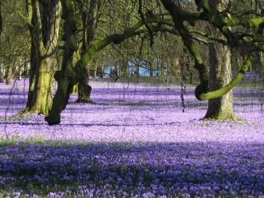 Krokus bloom in Husum Castle