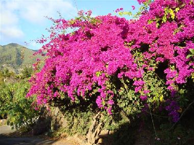 Holiday House in Los Llanos (La Palma und El Hierro) or holiday homes and vacation rentals