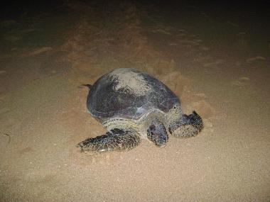 Villa in Rekawa (Matara) or holiday homes and vacation rentals