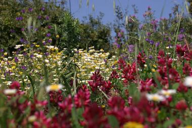 Holiday Apartment in Rodi Milici (ME) (Messina) or holiday homes and vacation rentals