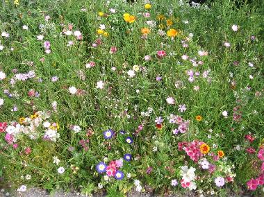 Holiday House in Riefensberg (Bludenz-Bregenzer Wald) or holiday homes and vacation rentals