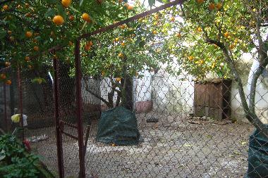 View of some orange trees