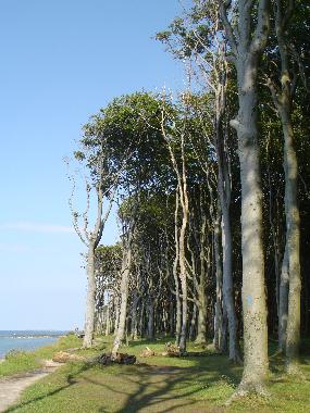 Holiday Apartment in Ostseebad Nienhagen (Mecklenburgische Ostseekste) or holiday homes and vacation rentals