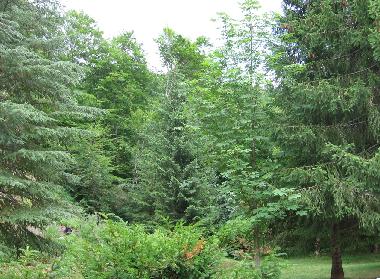 Holiday House in Kolasin (Montenegro) or holiday homes and vacation rentals