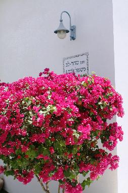 Holiday Apartment in Eilat (HaDarom (Southern)) or holiday homes and vacation rentals