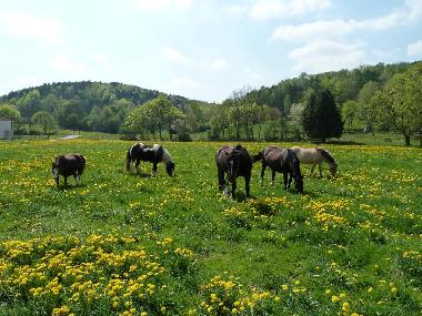 Holiday House in Wutha-Farnroda (Thuringian forest) or holiday homes and vacation rentals