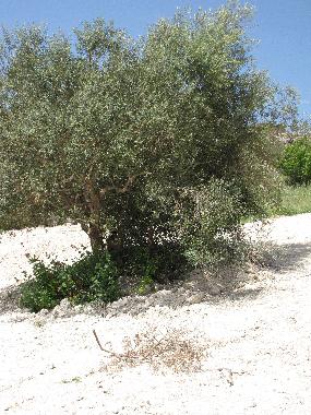 Villa in n/a (Ragusa) or holiday homes and vacation rentals