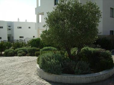 Holiday Apartment in Conil (C�diz) or holiday homes and vacation rentals