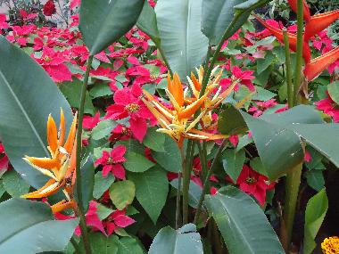 Bed and Breakfast in Mariano Roque Alonso (Central) or holiday homes and vacation rentals