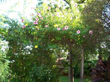 Bed and Breakfast in Mariano Roque Alonso (Central) or holiday homes and vacation rentals