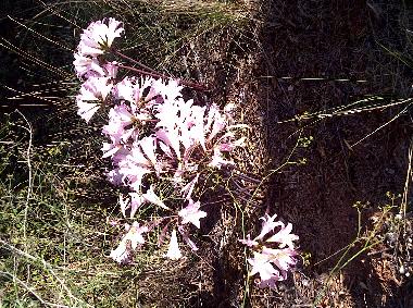 Local plants