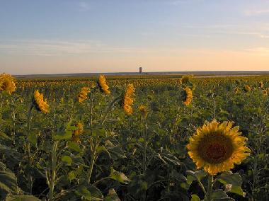 Holiday Apartment in El Palmar de Vejer (C�diz) (C�diz) or holiday homes and vacation rentals