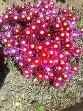 Downstairs Garden flowers