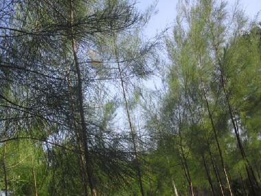 Casaurina trees