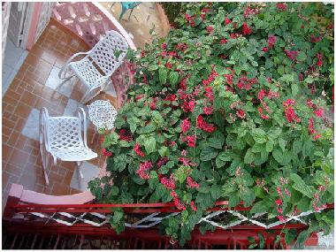 Bed and Breakfast in ViÃ±ales (Pinar del Rio) or holiday homes and vacation rentals