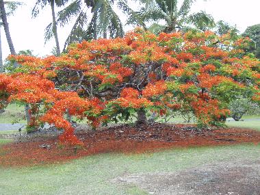 Holiday House in Pahoa (Hawaii) or holiday homes and vacation rentals