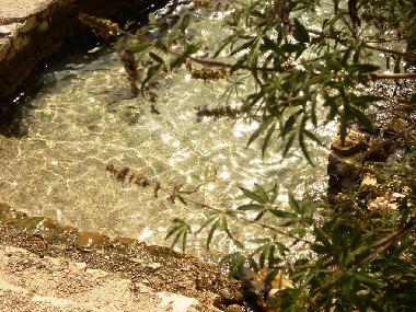 Holiday Apartment in Seget Vranjica (Splitsko-Dalmatinska) or holiday homes and vacation rentals