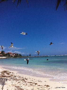 Hotel in Puerto Aventuras (Playa del Carmen) (Quintana Roo) or holiday homes and vacation rentals