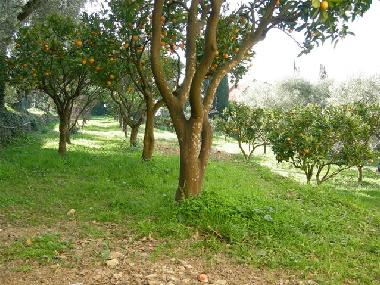 Holiday House in Imperia (Imperia) or holiday homes and vacation rentals