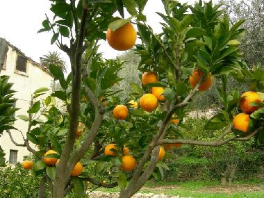 Holiday House in Imperia (Imperia) or holiday homes and vacation rentals