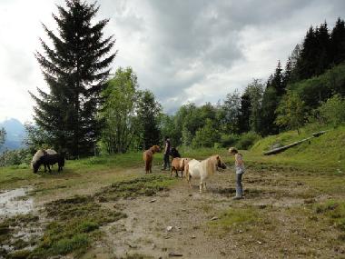 Holiday Apartment in Abtenau (Salzburg und Umgebung) or holiday homes and vacation rentals