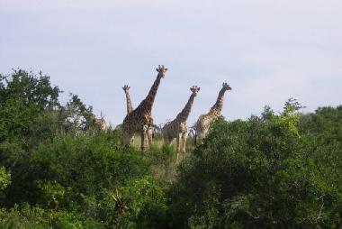 Giraffes in Lake Eland Game Reserve