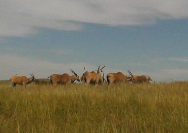 Eland Antelopes in Tala Game Reserve