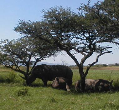 Rhinos with Baby in Tala Game Reserve