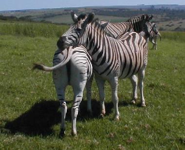 Zebras in Oribi Gorge Nature Reserve