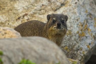 Cute dassie in the rocks on the beach