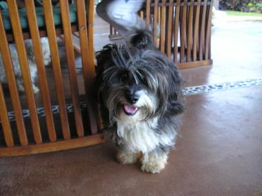 Einstein! He is guarding the lodge together with Rusty 
