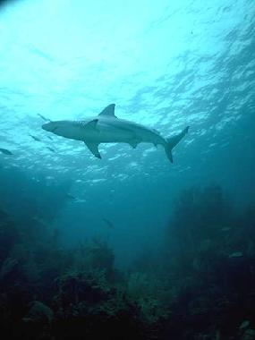 Managed shark diving in the Protea Banks