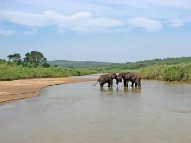 Elephants in Imfolozi Game Reserve