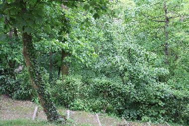 Holiday Apartment in Maisons-Laffitte (Yvelines) or holiday homes and vacation rentals