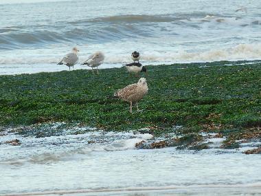 Holiday House in Callantsoog (Noord-Holland) or holiday homes and vacation rentals