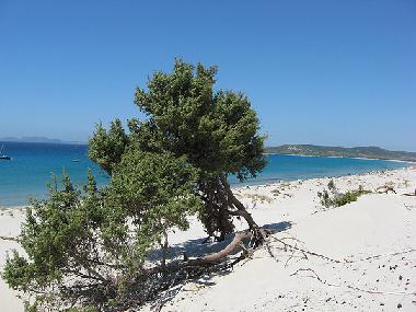 Villa in GIBA (Porto-Pino) (Carbonia-Iglesias) or holiday homes and vacation rentals