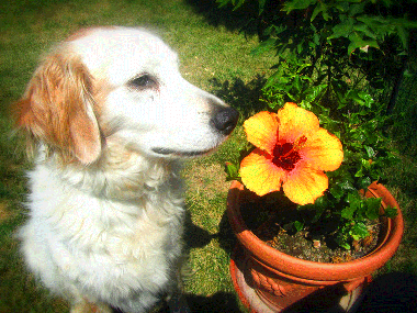 Holiday Apartment in Calamandrana (Asti) or holiday homes and vacation rentals