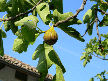 Holiday Apartment in Calamandrana (Asti) or holiday homes and vacation rentals